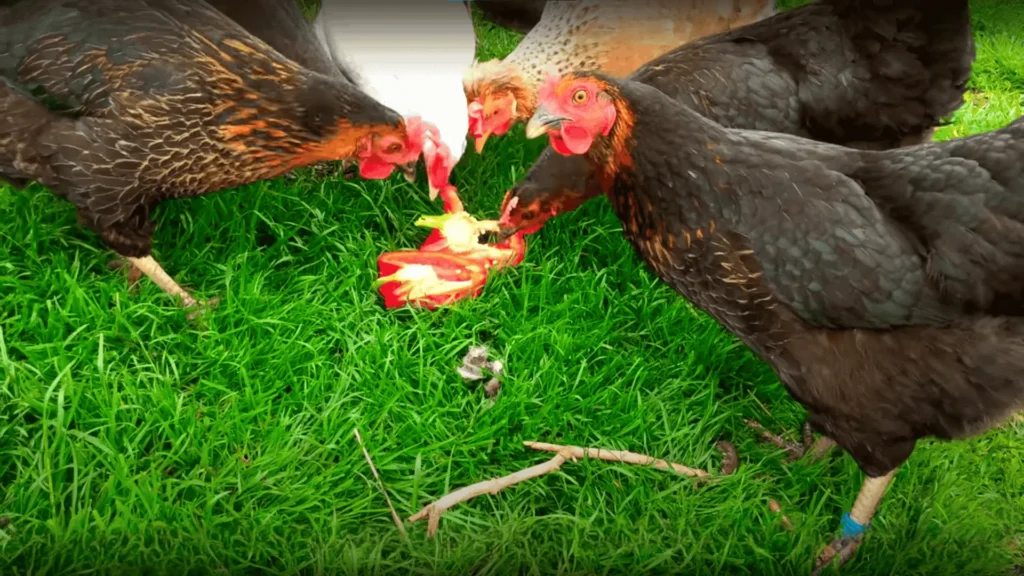 Can Chickens Eat Bell Peppers?