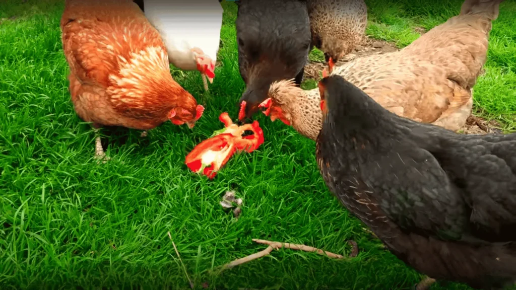 Can Chickens Eat Bell Peppers?