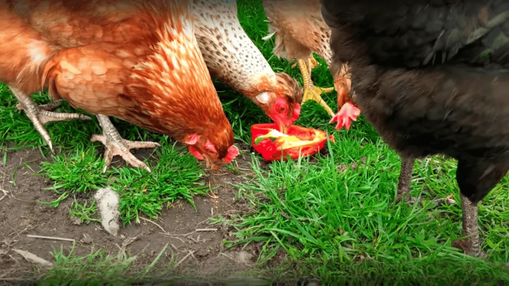 Can Chickens Eat Bell Peppers?