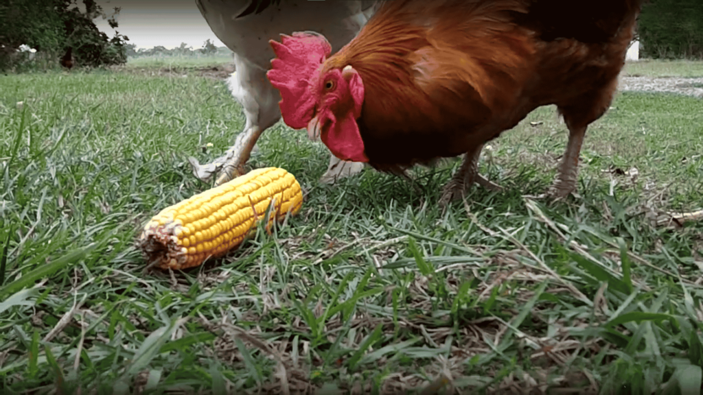 Can Chickens Eat Corn