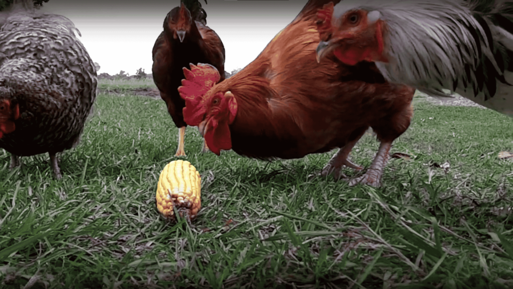 Can Chickens Eat Corn