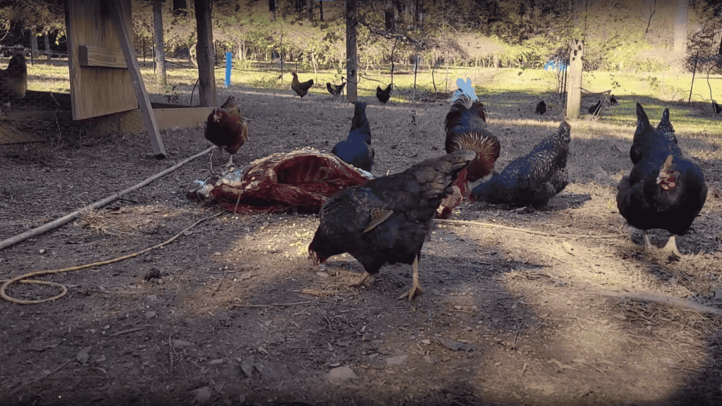 Feed Chickens Meat Safely