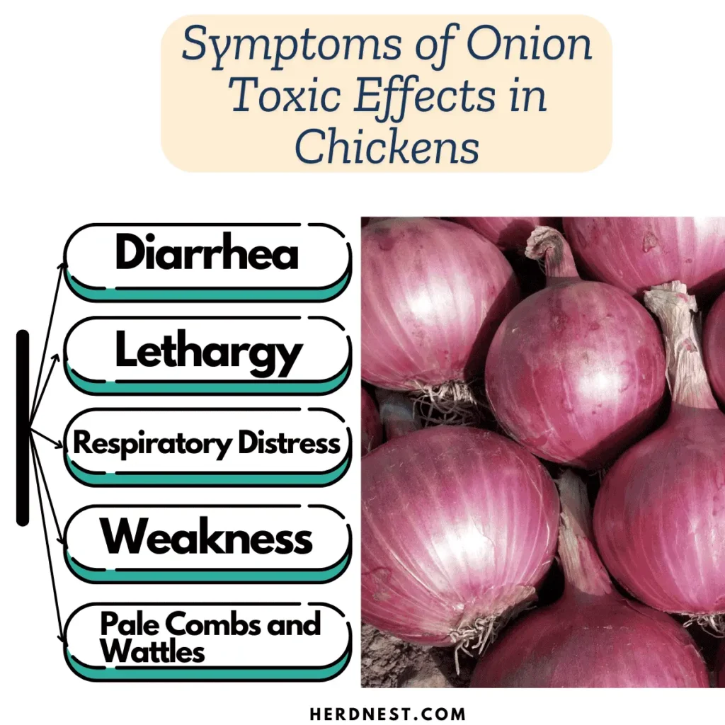 Symptoms of Onion Toxicity in Chickens