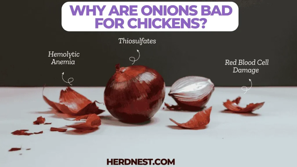 Why Are Onions Bad for Chickens?