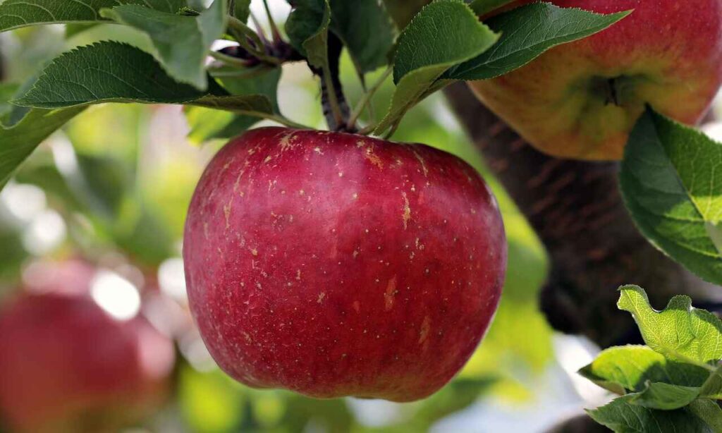 Can Chickens Eat Apples?