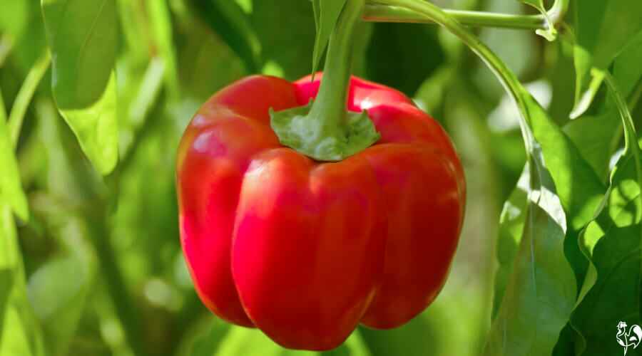 Bell Pepper Stems and Leaves