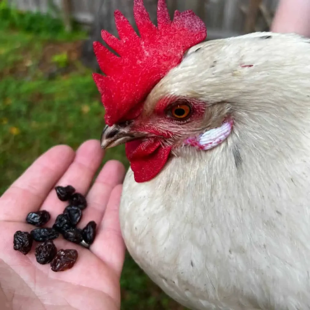 Can Chickens Eat Raisins?
