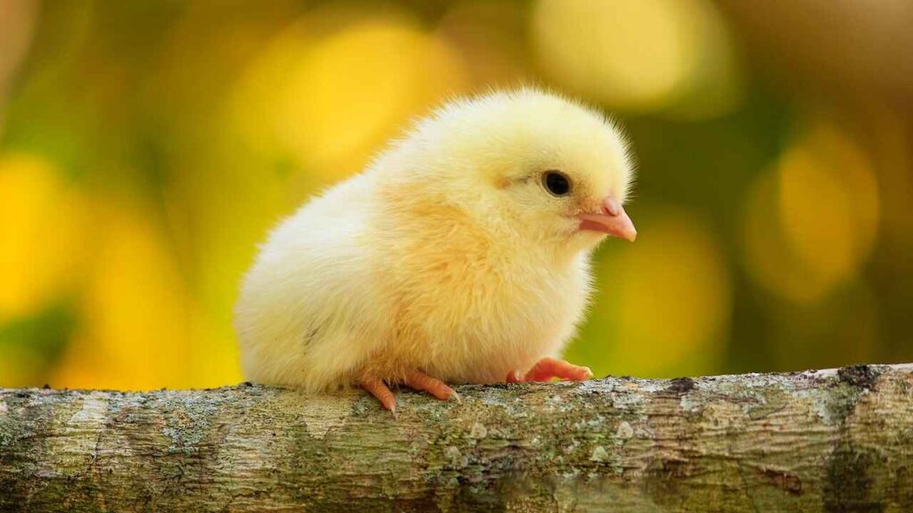 Baby Chicks