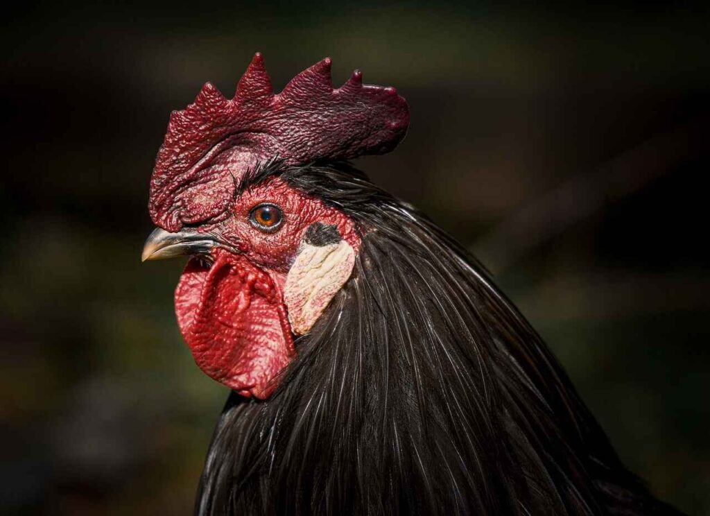 Can Chickens Eat Grapes?