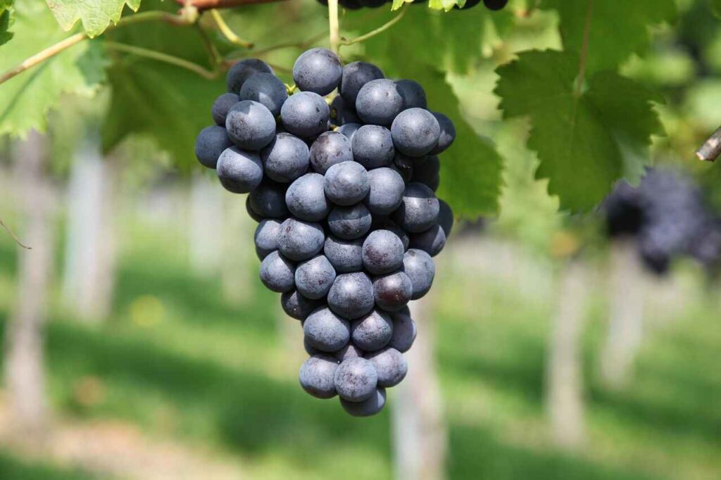 Can Chickens Eat Grapes?