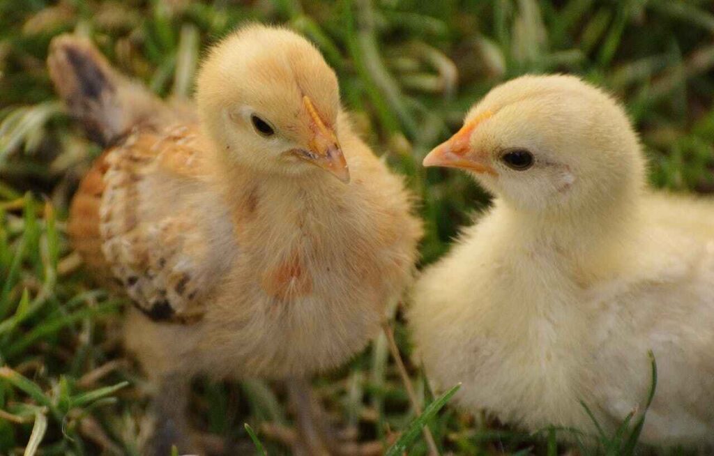 Can Baby Chicks Eat Meat?