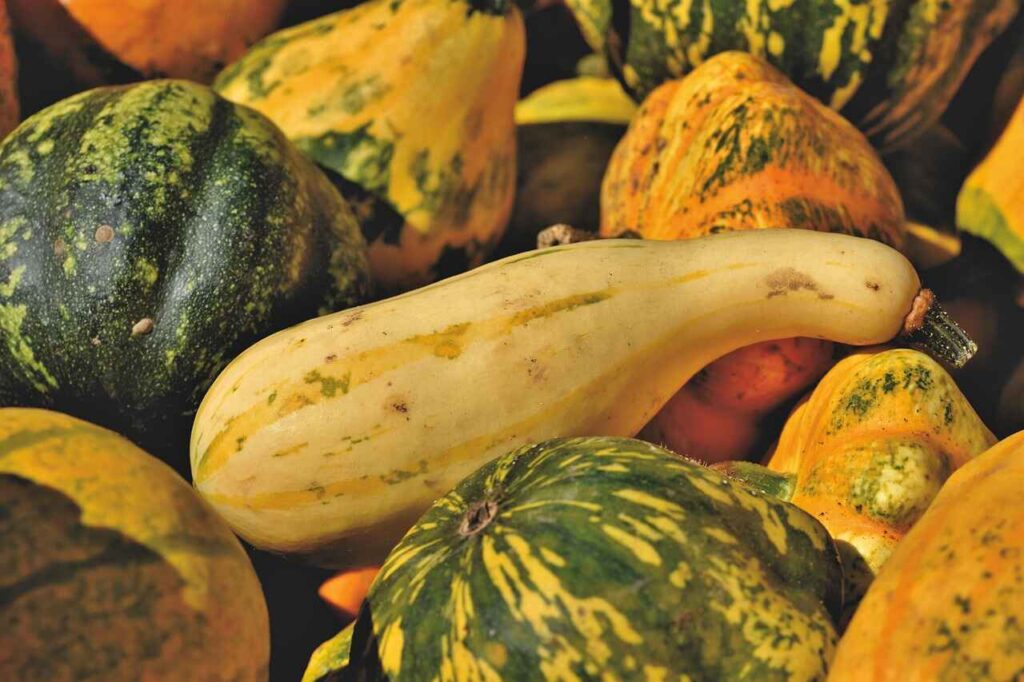 Can Chickens Eat Squash?