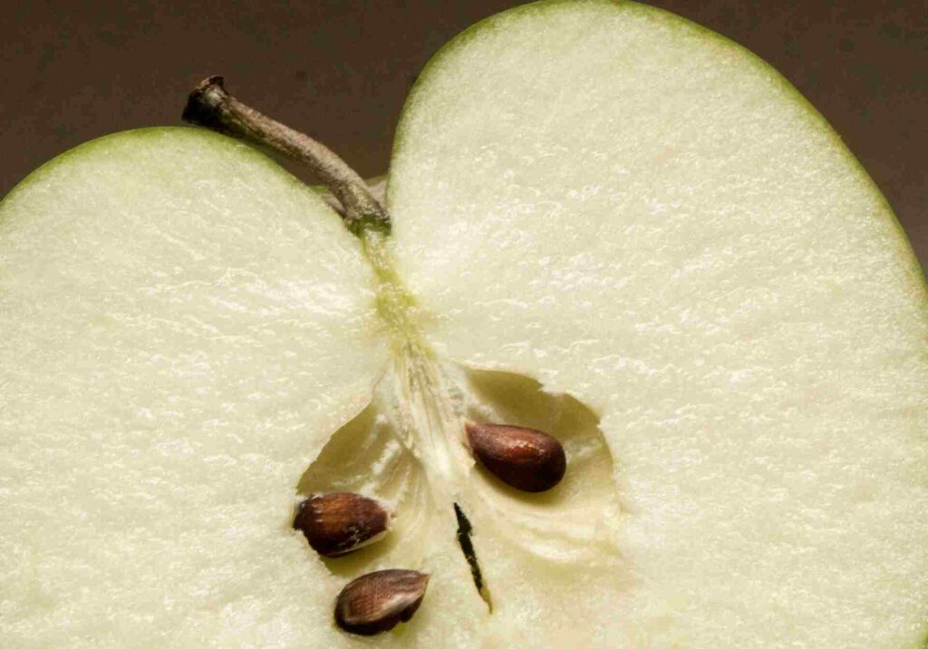 Apple Seeds