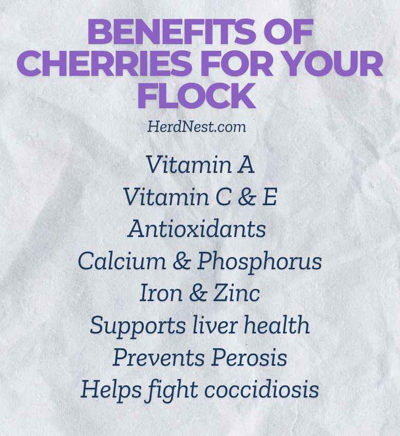 Benefits of Cherries For Your Flock