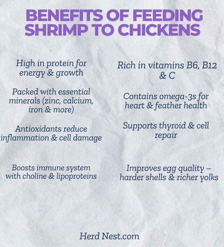 Benefits of Feeding Shrimp to Chickens