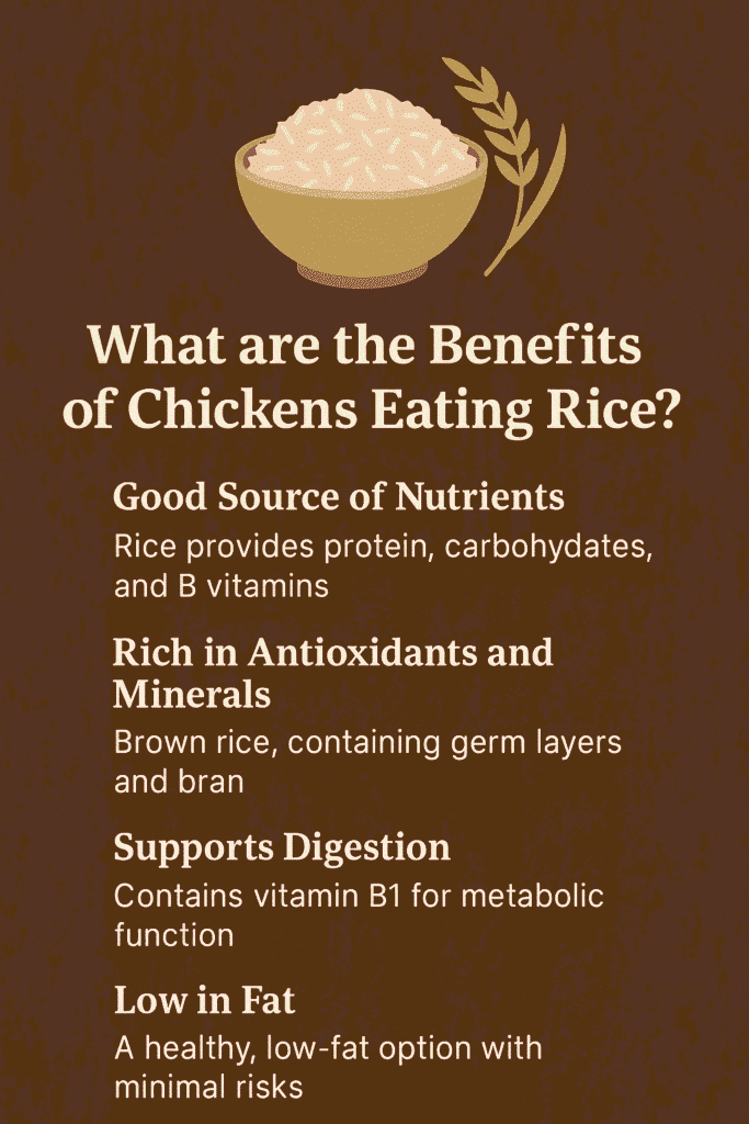 What are the Benefits of Chickens Eating Rice?