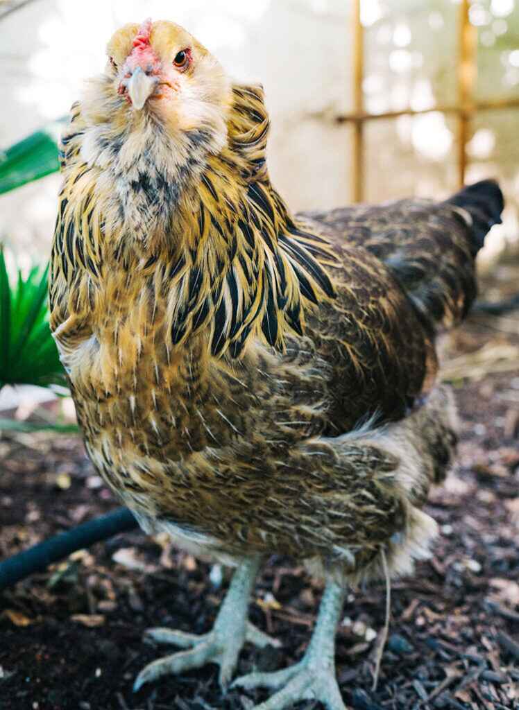 Easter Egger Chickens