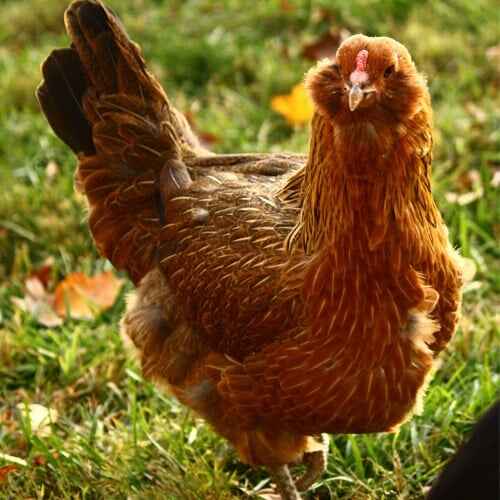 Easter Egger