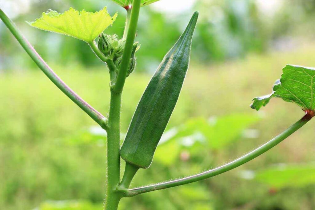 Okra Stems