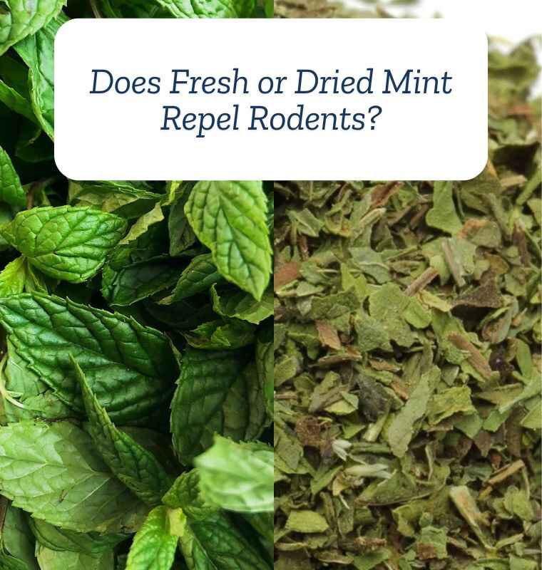 Does Fresh or Dried Mint Repel Rodents?