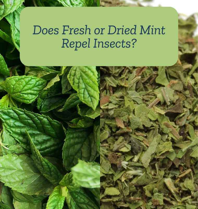 Does Fresh or Dried Mint Repel Insects?