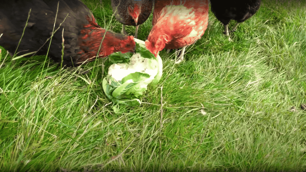 Feeding Chickens Cauliflower