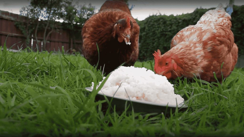 Can Chickens Eat Rice?
