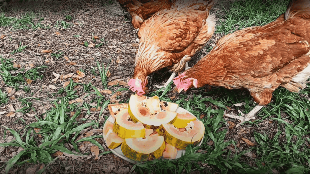 Can Chickens Eat Papaya?