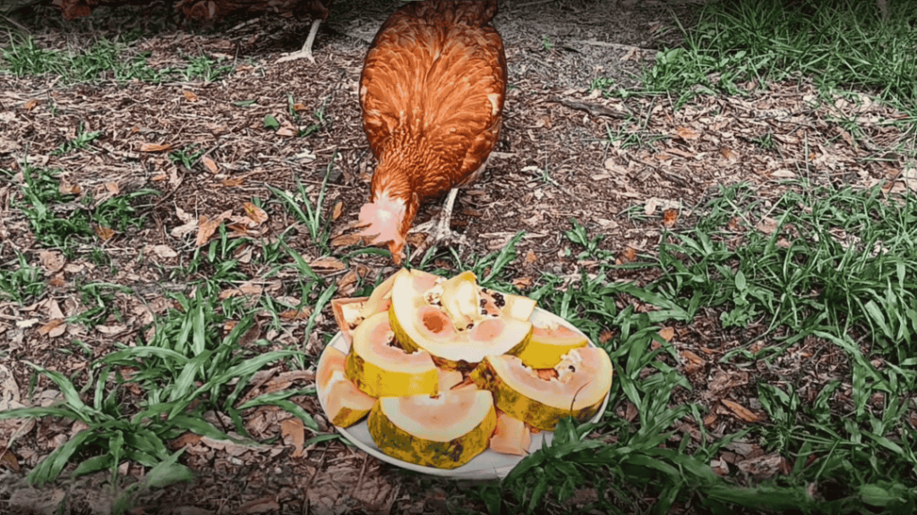 How to Feed Papaya to Chickens
