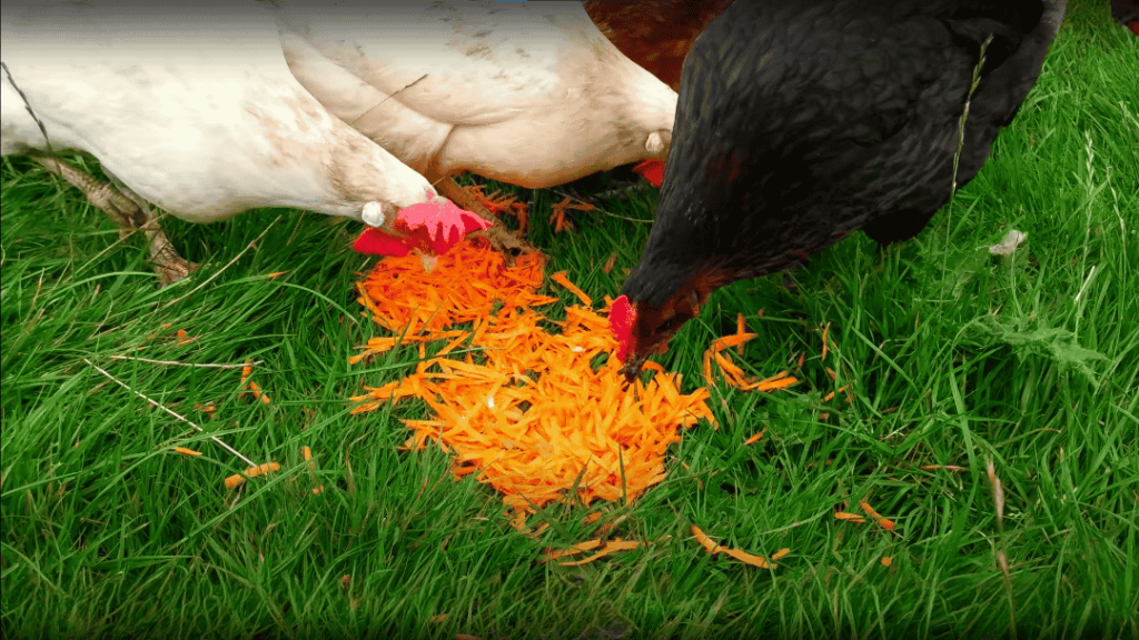 How to Give Chickens Carrots