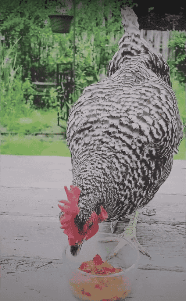How To Feed Cherries To Your Chickens
