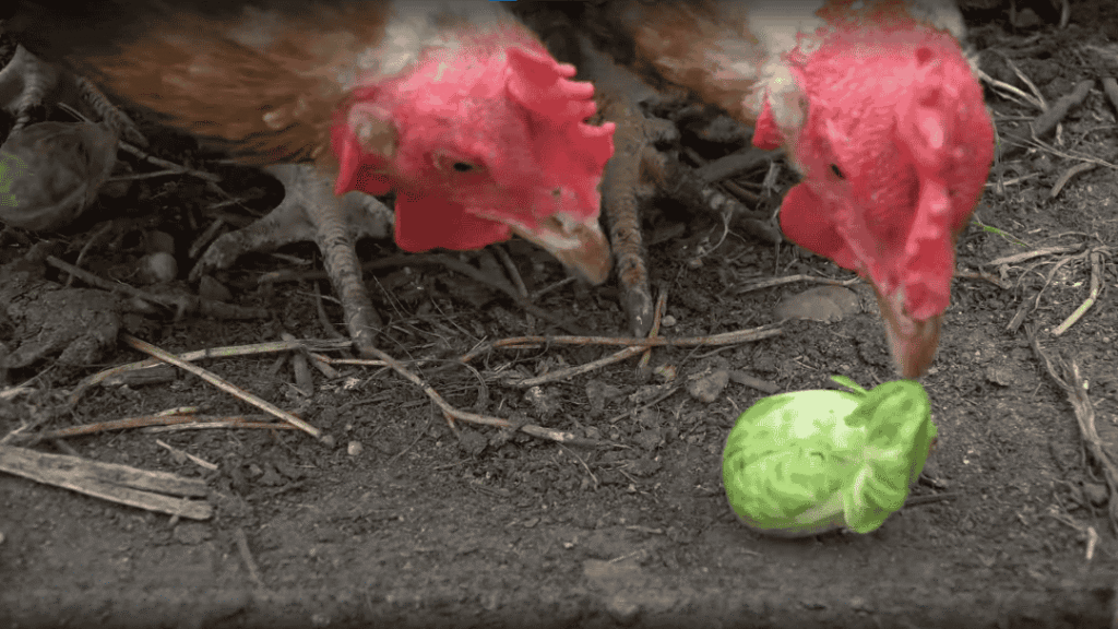 Feeding Chickens Brussels Sprouts