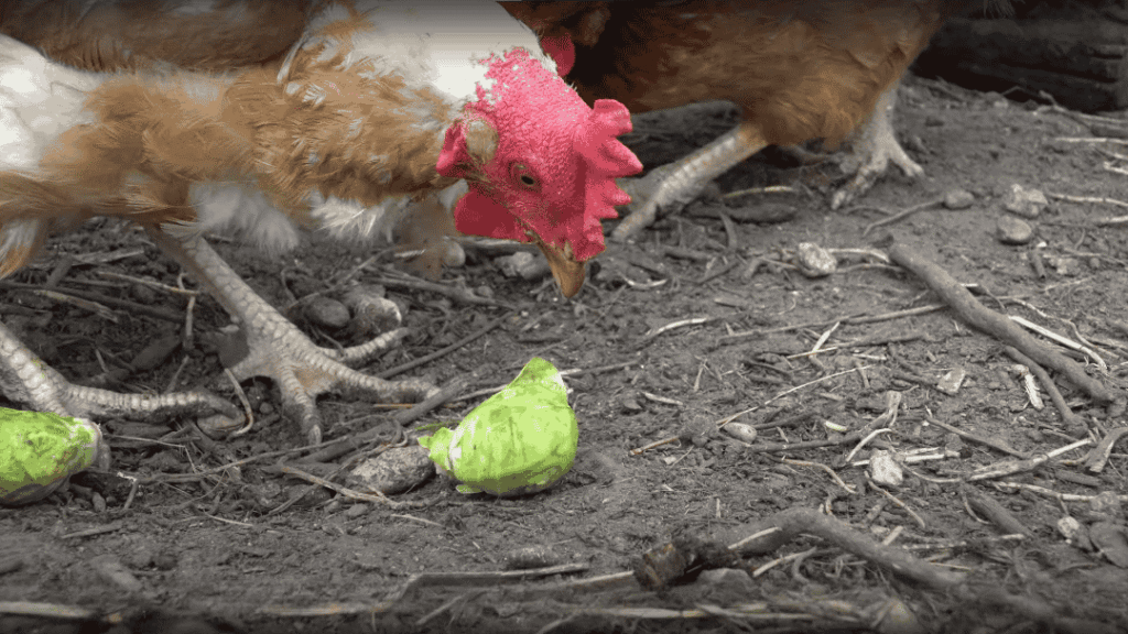 Can Chickens Eat Brussels Sprouts?