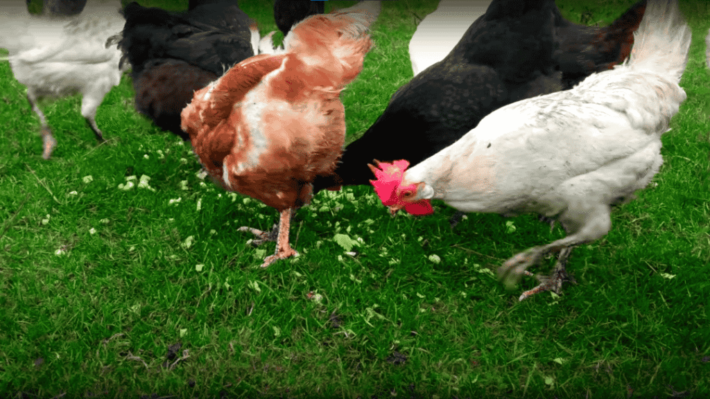 Can Chickens Eat Celery?
