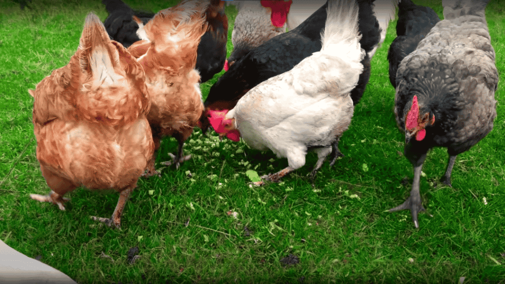 Can Chickens Eat Celery?