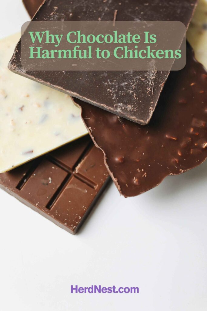 Why Chocolate Is Harmful to Chickens