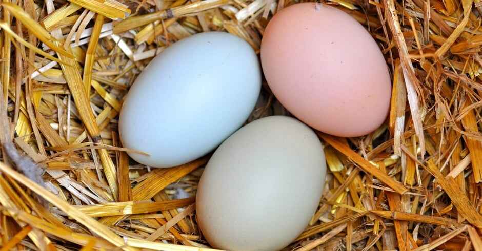 Easter Egger Egg Color