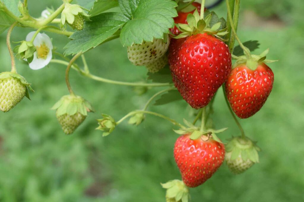 Can Chickens Eat Strawberries?