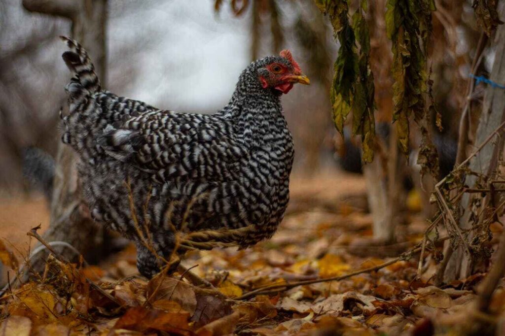 Can Chickens Eat Radishes?