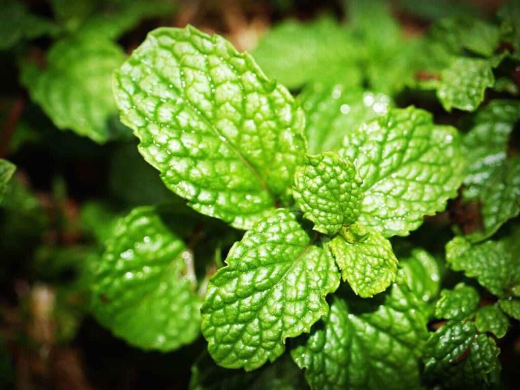 Can Chickens Eat Mint?