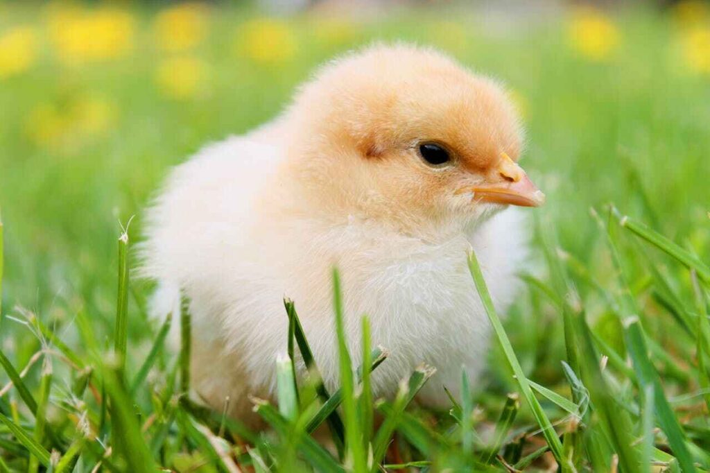 Can Chicks Eat Radish?