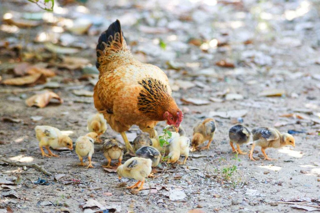 Risks of Rice for Chickens