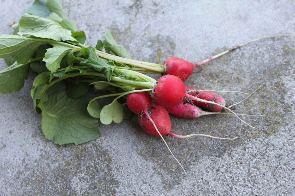 Can Chickens Eat Radishes?