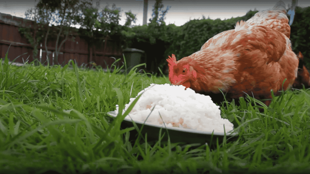 How Much Rice Can Chickens Eat?