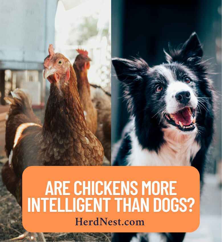 Are Chickens More Intelligent than Dogs?