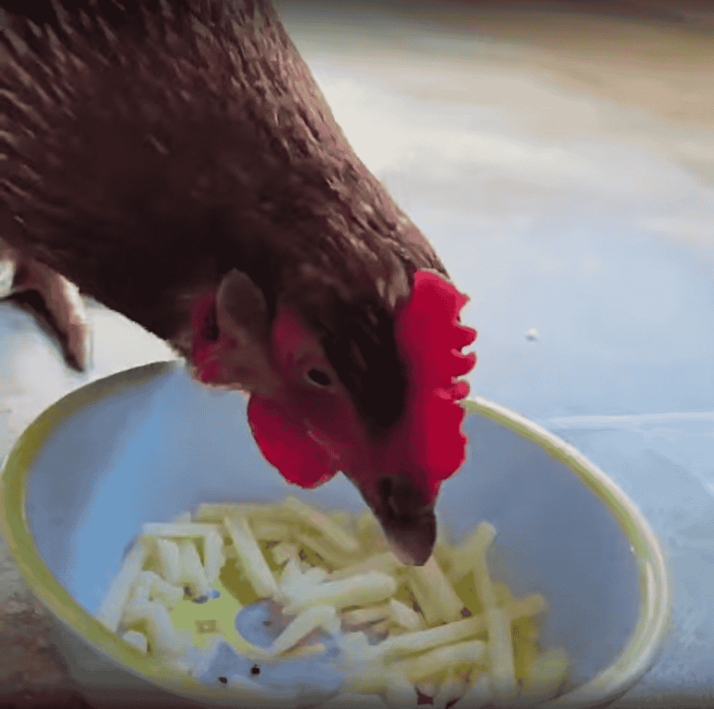 Can Chickens Eat Cheese?