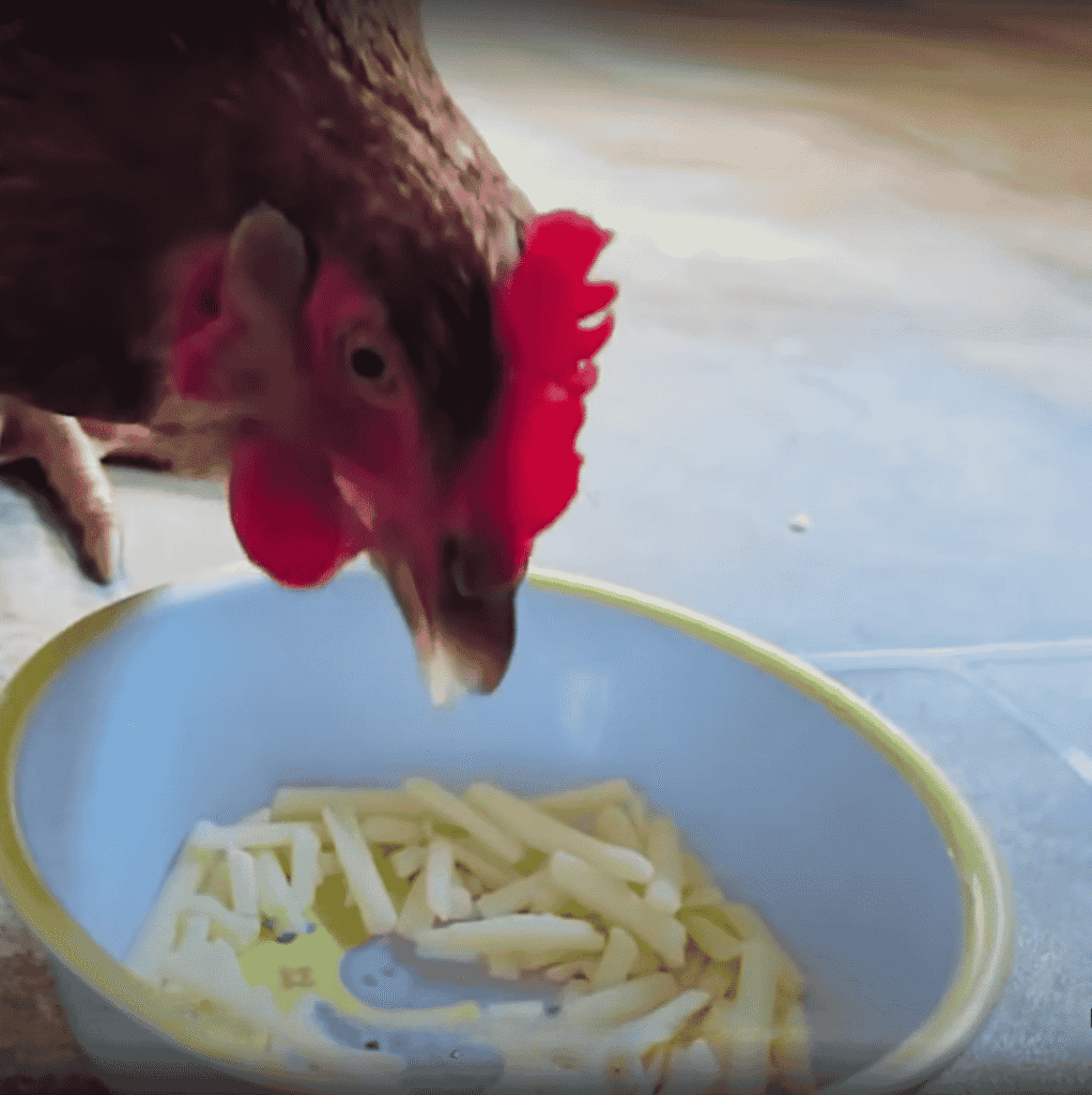 Feeding Chickens Cheese