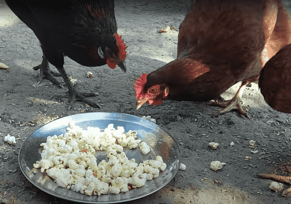 Can Chickens Eat Popcorn?