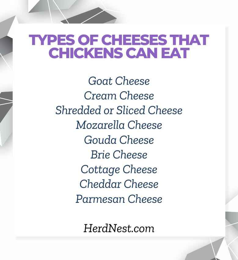 Types of Cheeses that Chickens Can Eat: