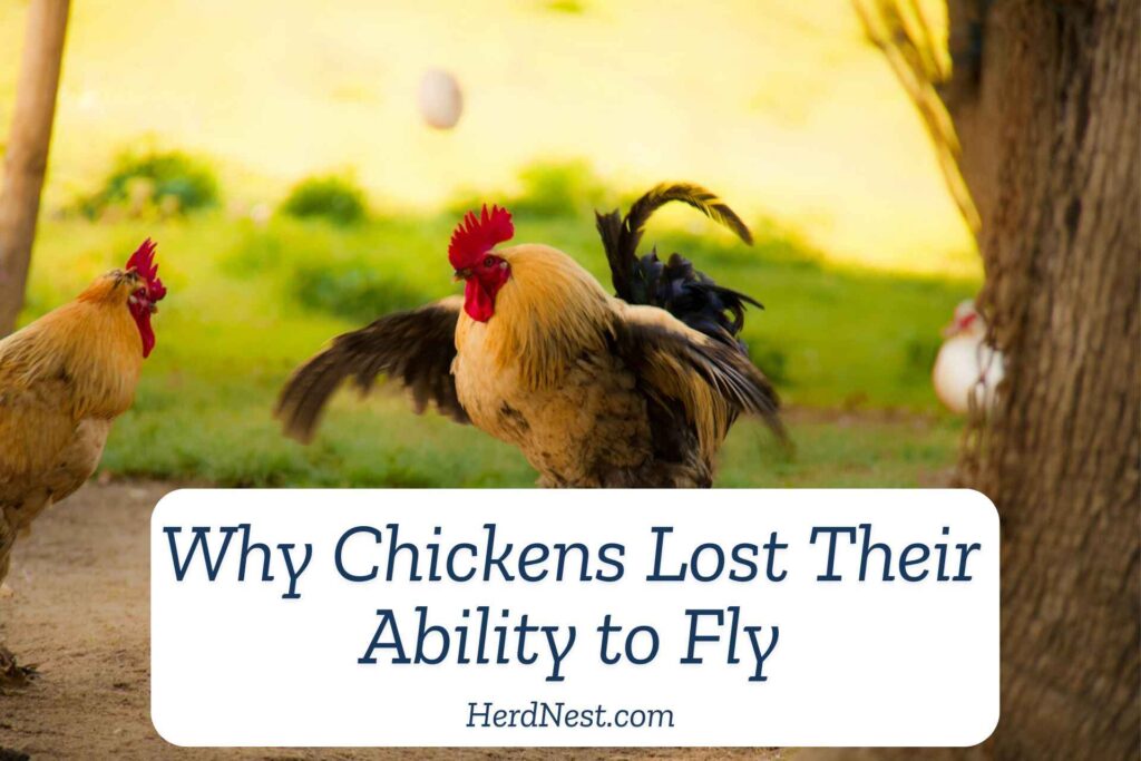Why Chickens Lost Their Ability to Fly